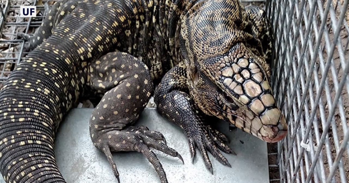 tegu-ai-traps-1.jpg?ve=1&tl=1