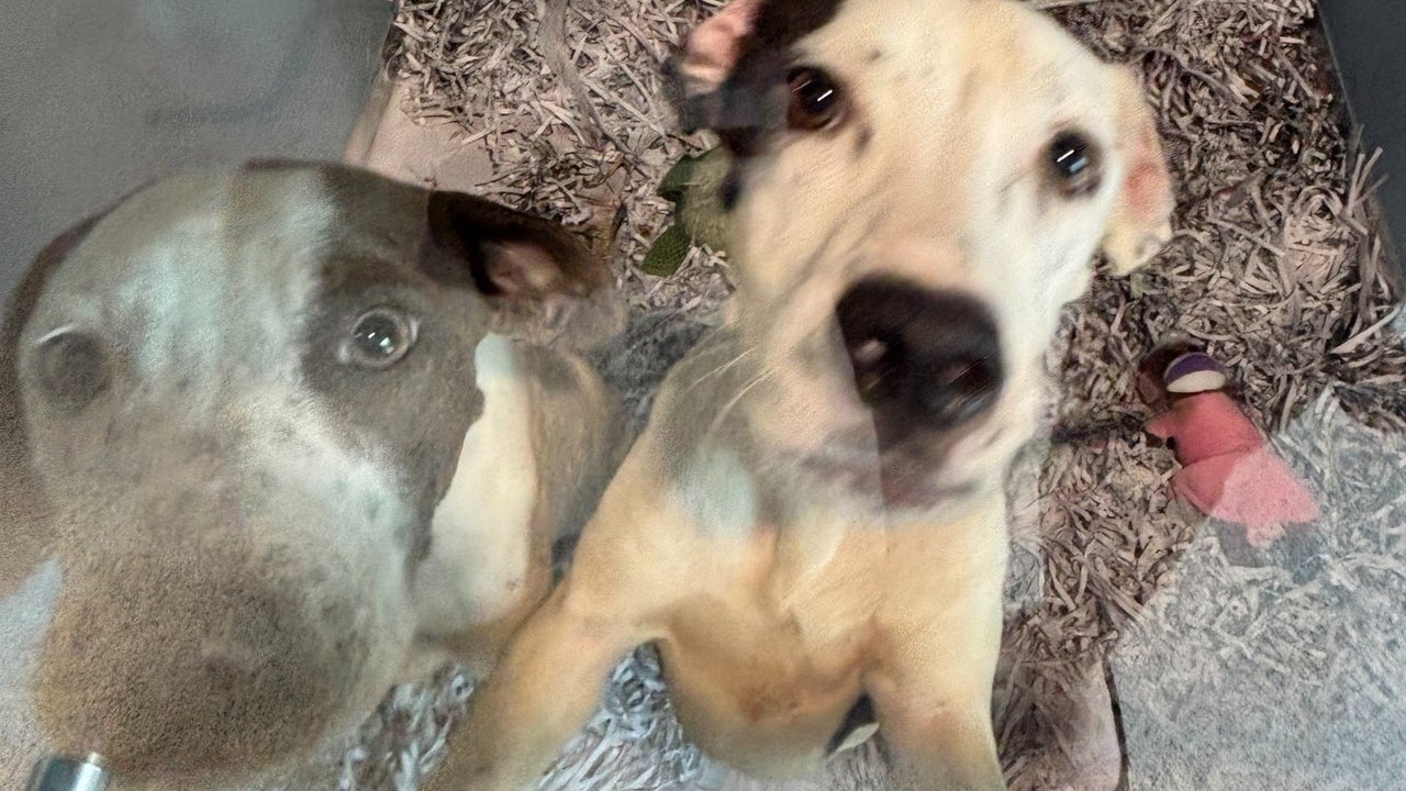 Two abandoned dogs now available for adoption | FOX 13 Tampa Bay