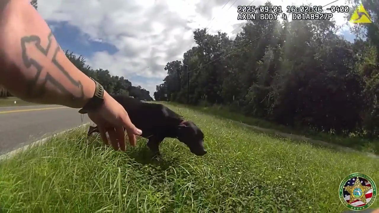 Video: Florida deputy rescues dog from middle of road, reunites pet with family