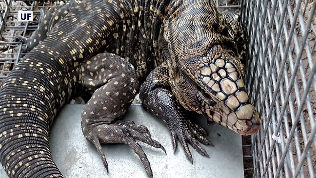 tegu-ai-traps-1.jpg?ve=1&tl=1