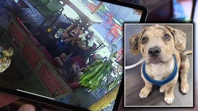 Bradenton business catches man on security footage hitting 9-week-old puppy: ‘It was disgusting’