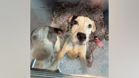 Two abandoned dogs now available for adoption