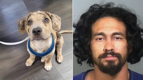 Man caught beating puppy in Bradenton arrested: Police