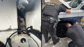 Pinellas Park officers rescue cat after hearing 'faint meowing' inside patrol car