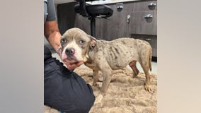 Another severely neglected dog is being treated at Humane Society of Tampa Bay