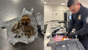 Bones, including portion of a skull, found in duffel bag at TPA: CBP