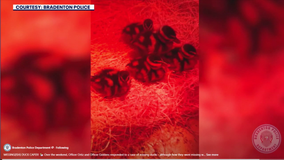 Bradenton police officers come to the rescue when ducklings fall through a grate