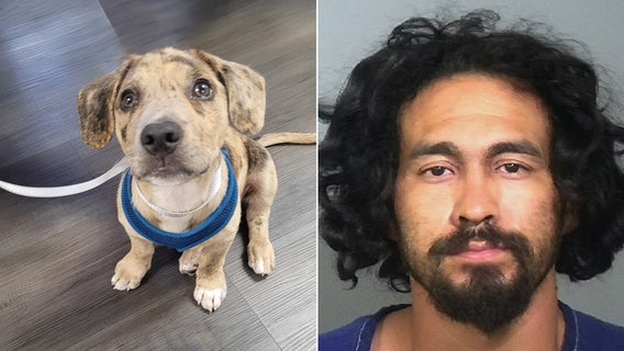 Man caught beating puppy in Bradenton arrested: Police
