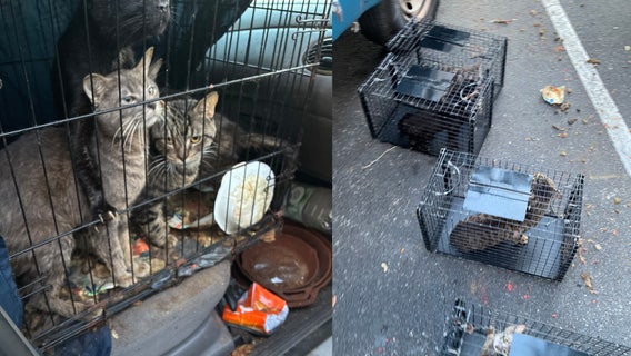 Nearly 2 dozen cats found living in squalor next to dead felines inside car at a Clearwater Starbucks: Police