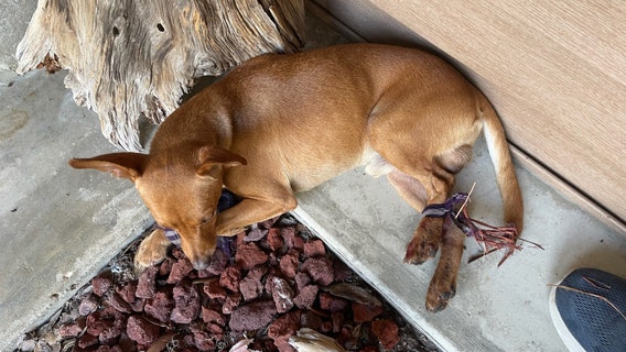 Dog abandoned on side of Hillsborough County road with legs tied together, officials seeking answers