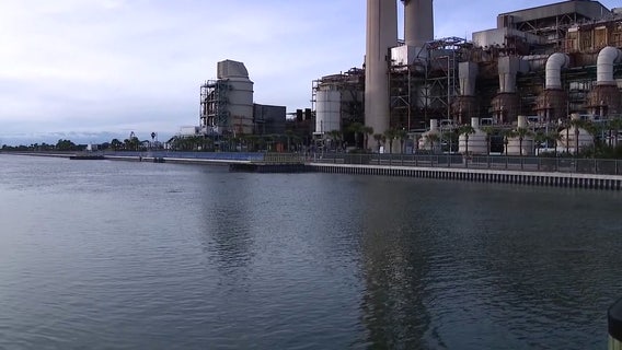 New seagrass project aims to feed manatees in Apollo Beach