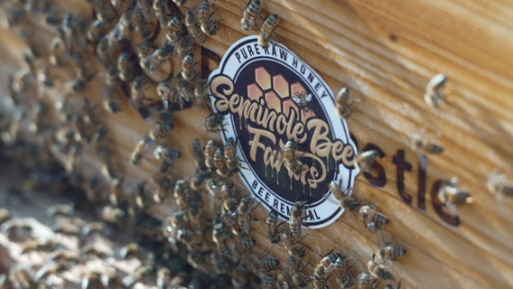 Seminole Bee Farms buzzing with purpose in Tampa Bay area