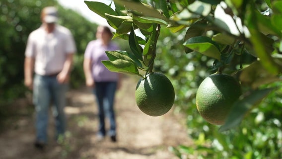 From legacy to innovation: The McKenna family's fight for Florida citrus