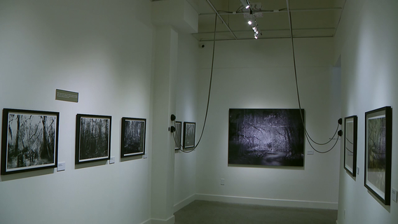 Using photography and sounds, artist hopes to capture the energy of Florida swamps
