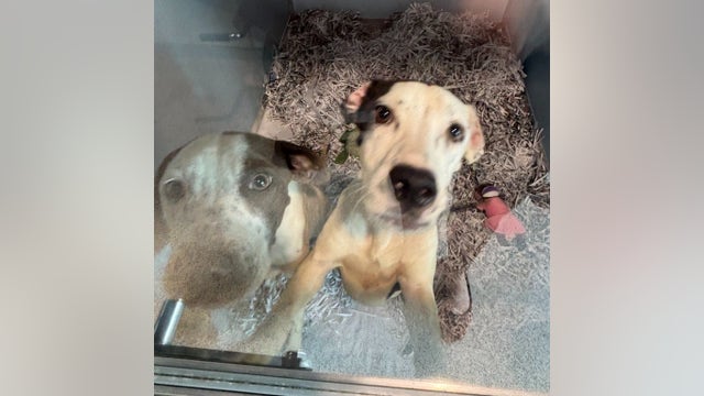 Two abandoned dogs now available for adoption