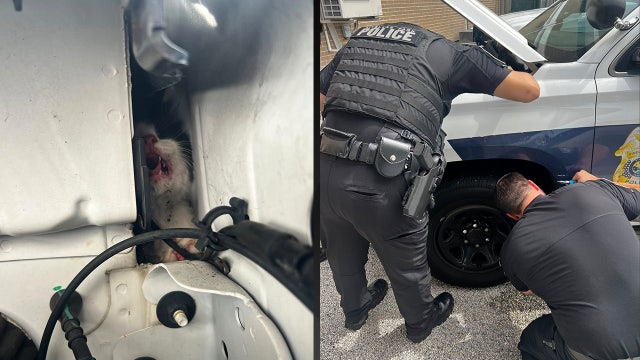 Pinellas Park officers rescue cat after hearing 'faint meowing' inside patrol car