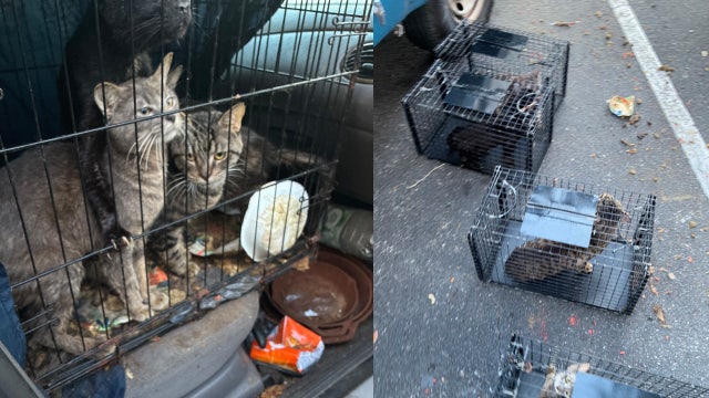 Nearly 2 dozen cats found living in squalor next to dead felines inside car at a Clearwater Starbucks: Police