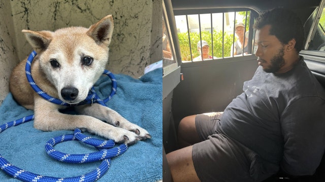 Senior dog abandoned on desolate Florida road, owner arrested