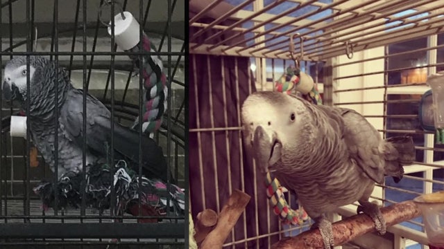 'Just heartless': Ybor City family pleads for safe return of exotic pet parrot stolen from front porch