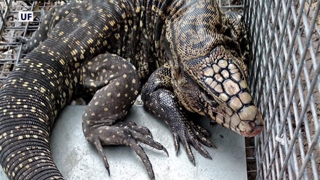 UF researchers use AI smart traps to catch invasive tegu reptiles