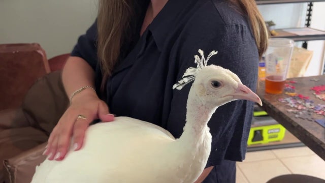 Clearwater resident can’t keep pet peacock, against city ordinance police say