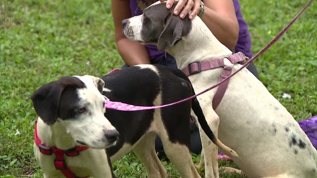 Humane Society puppies test out new home