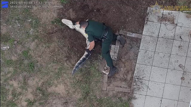 Video: Lake County deputies chase and capture gator on woman's property
