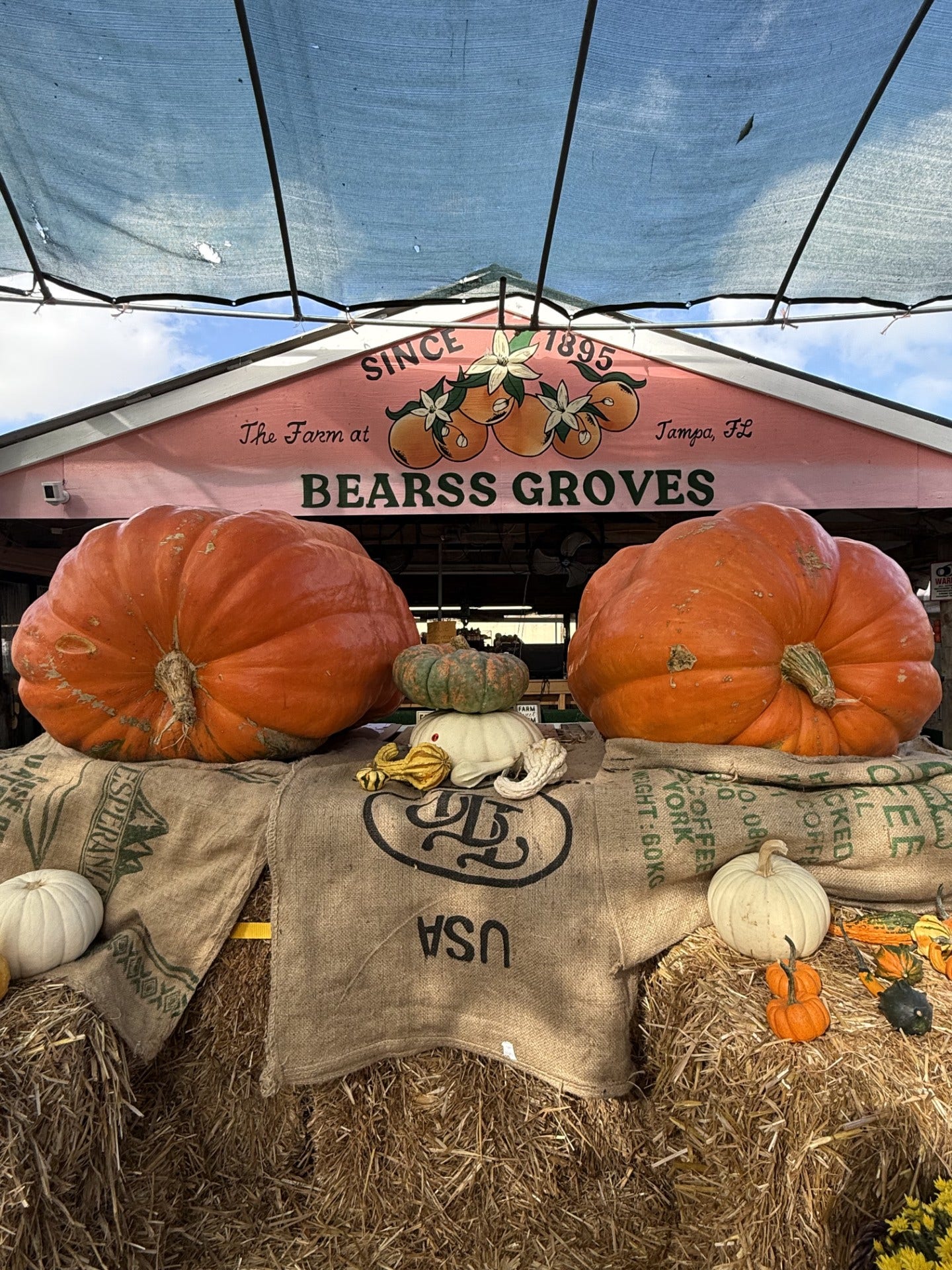 Bearss Groves saves annual Fall festival with giant 'twin pumpkins'