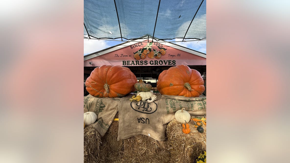 Bearss Groves saves annual Fall festival with giant 'twin pumpkins'