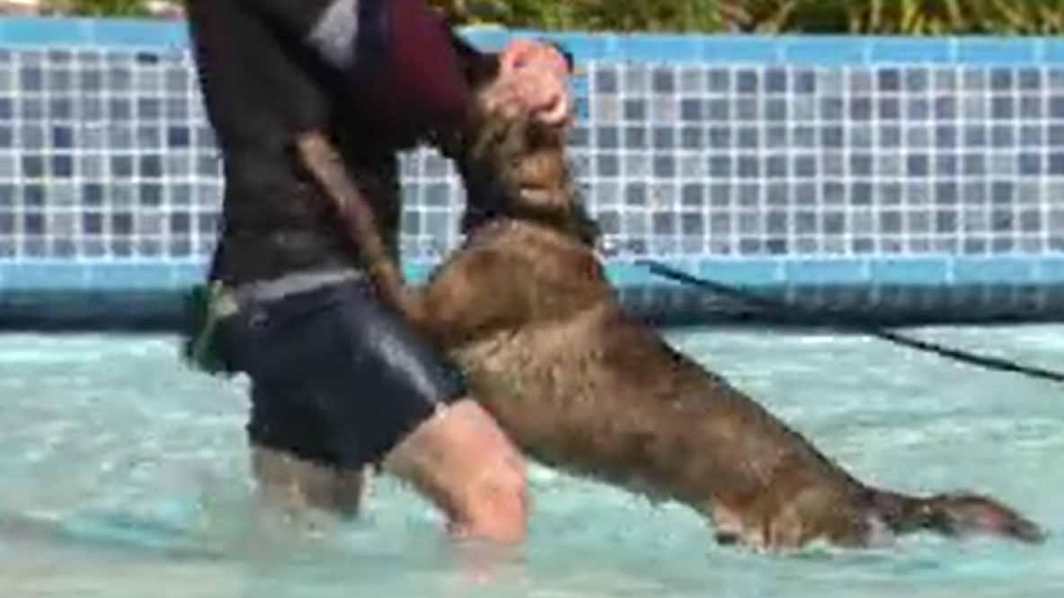 Tampa police host regional K9 water training at Adventure Island