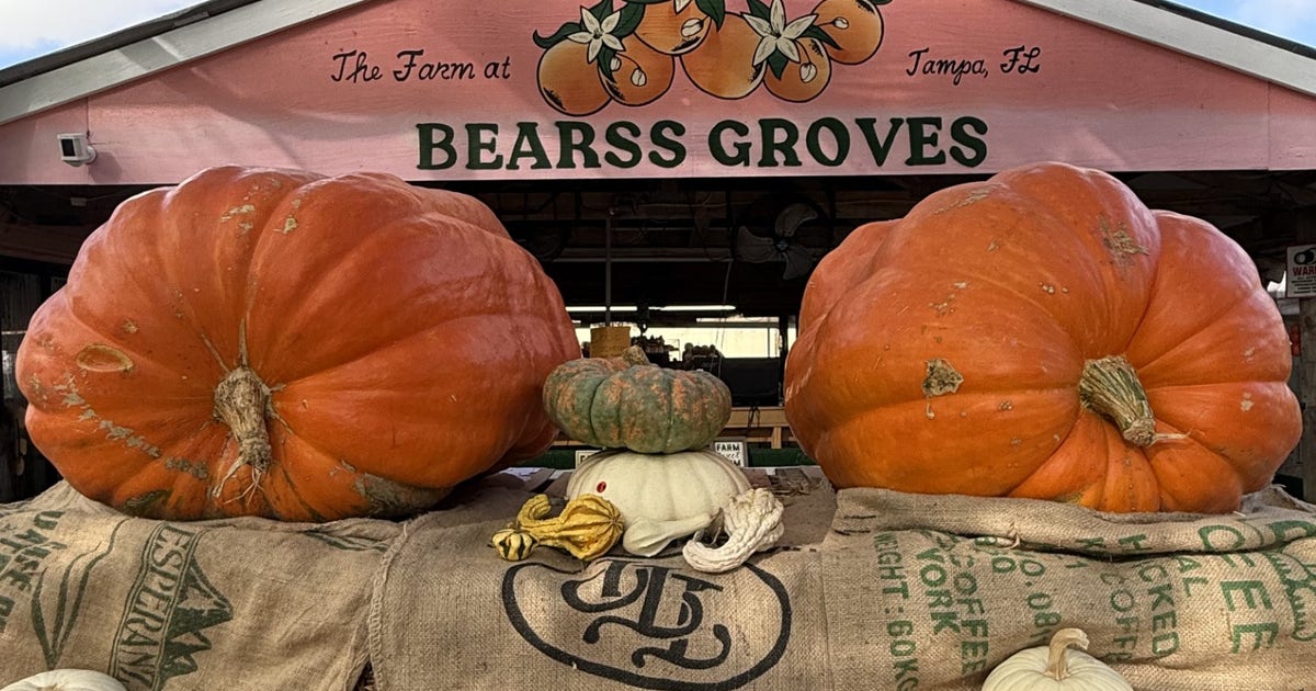 Bearss Groves saves annual Fall festival with giant 'twin pumpkins