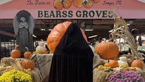 Bearss Groves Farm mourns the loss of giant pumpkin 'Jack'