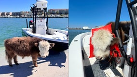 Video: Mini-cow named ‘Jason Moo-Moah’ sets sail and hangs out on Pinellas County sandbar