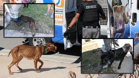 Several malnourished dogs rescued, Bradenton couple arrested: BPD