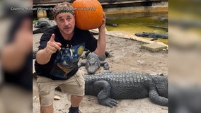 Orlando 'Gator Crusader' celebrates Halloween with pumpkin-smashing alligators