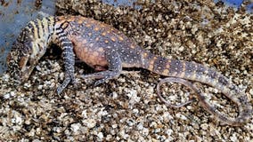 ZooTampa celebrates the birth of two Komodo dragons