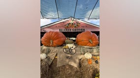 Bearss Groves saves annual Fall festival with giant 'twin pumpkins'