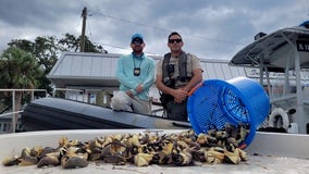 Captain, crew accused of illegally harvesting stone crab in Pasco County