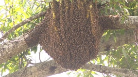 Beehive removal turns into training exercise for Manatee County first responders