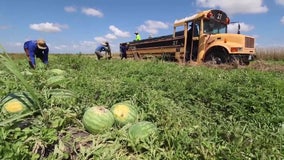 Florida farmers struggle as fewer migrant workers want H-2A visas