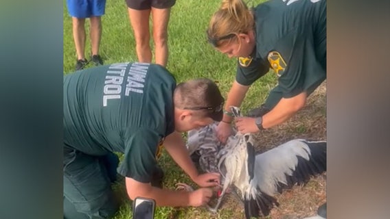 VIDEO: Wood stork caught on fishing lure and line rescued by animal control officers