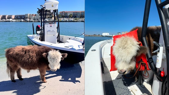 Video: Mini-cow named ‘Jason Moo-Moah’ sets sail and hangs out on Pinellas County sandbar