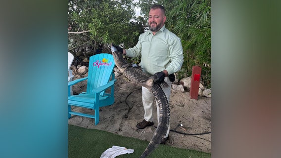 Alligator crashes happy hour at Florida tiki bar