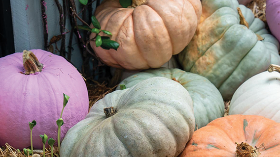 Hyde Park Park Village Pumpkin Patch benefits the Humane Society of Tampa Bay