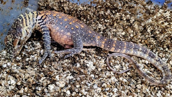 ZooTampa celebrates the birth of two Komodo dragons