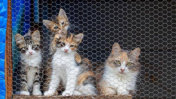 Hillsborough County pet shelter at 600% capacity for cats