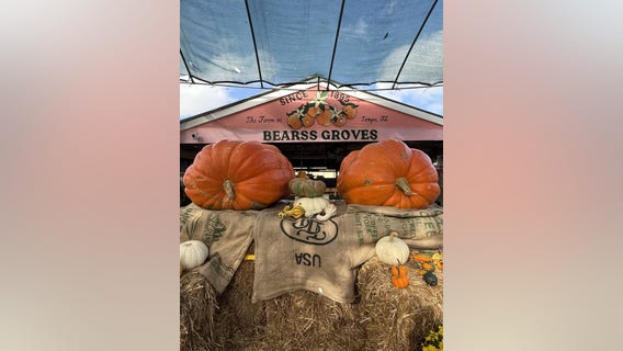 Bearss Groves saves annual Fall festival with giant 'twin pumpkins'
