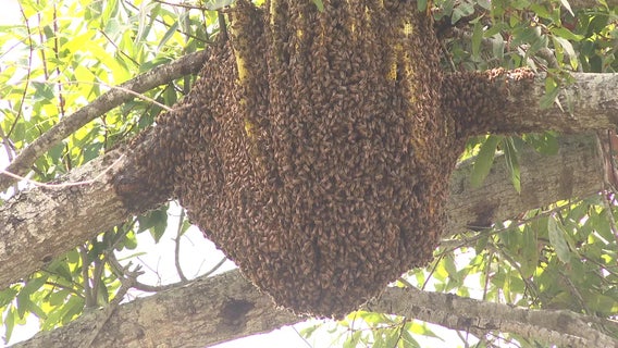 Beehive removal turns into training exercise for Manatee County first responders