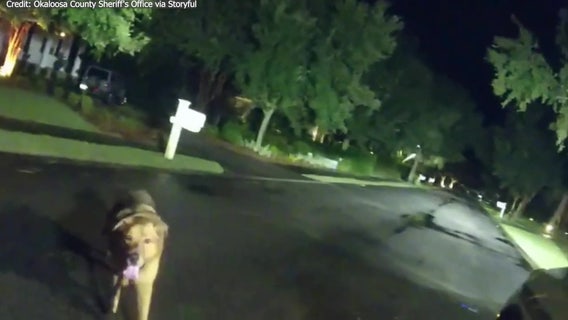 Video: Injured Florida grandmother helped by real-life Lassie