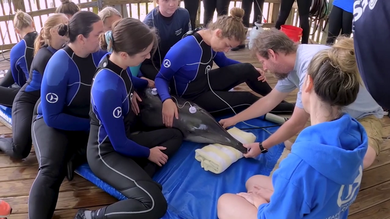 New study links toxic algae exposure in dolphins to Alzheimer's-like brain damage